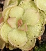 Pinguicula rotundifolia